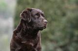 LABRADOR 894